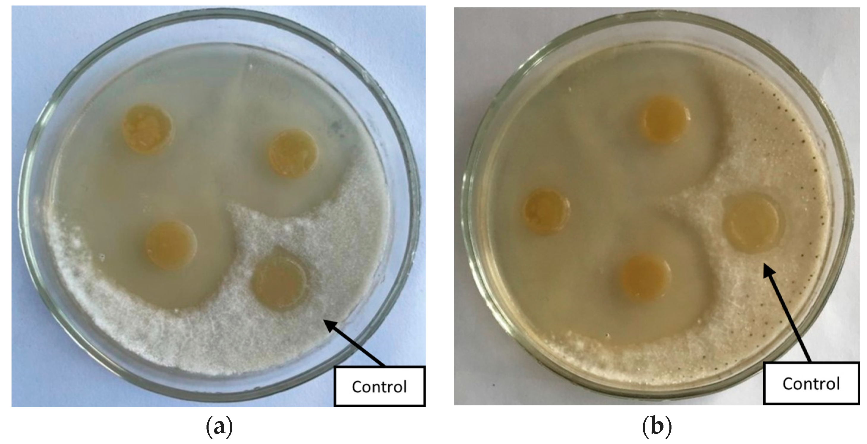 Polymers 16 00376 g001