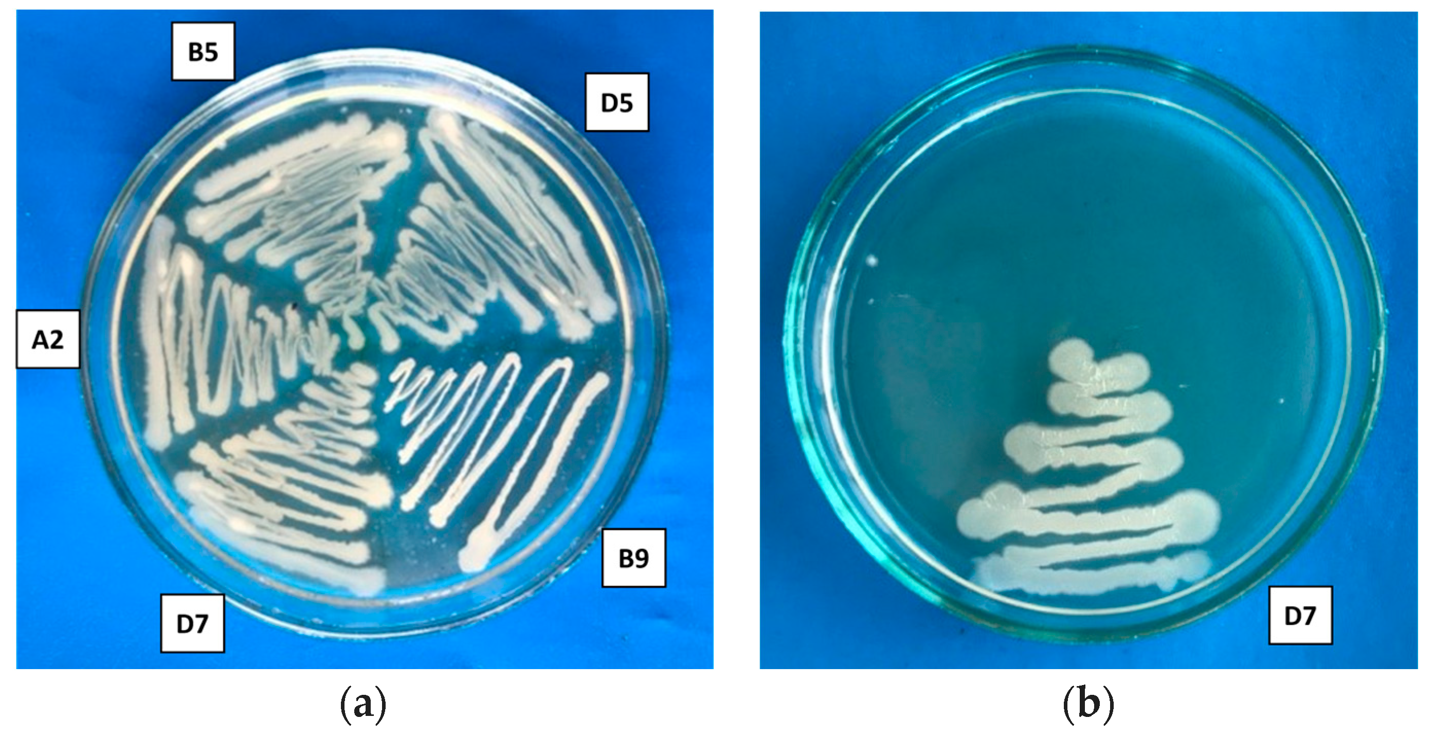 Polymers 16 00376 g002