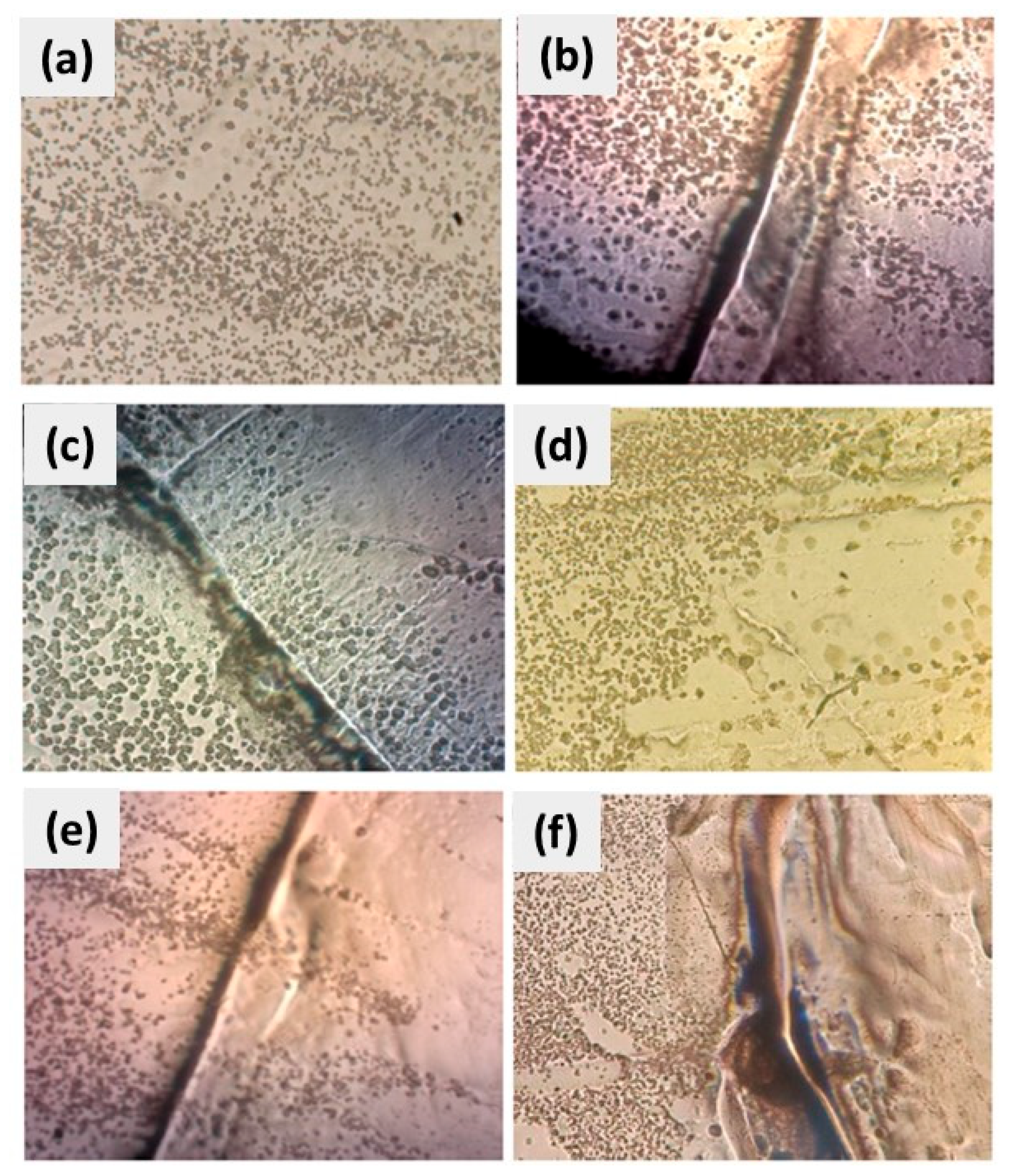 Polymers 16 00489 g013