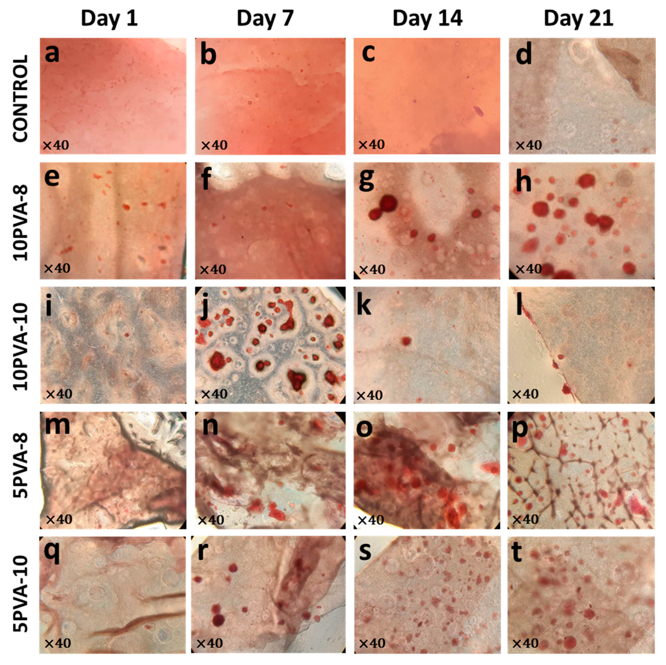 Polymers 16 00497 g009