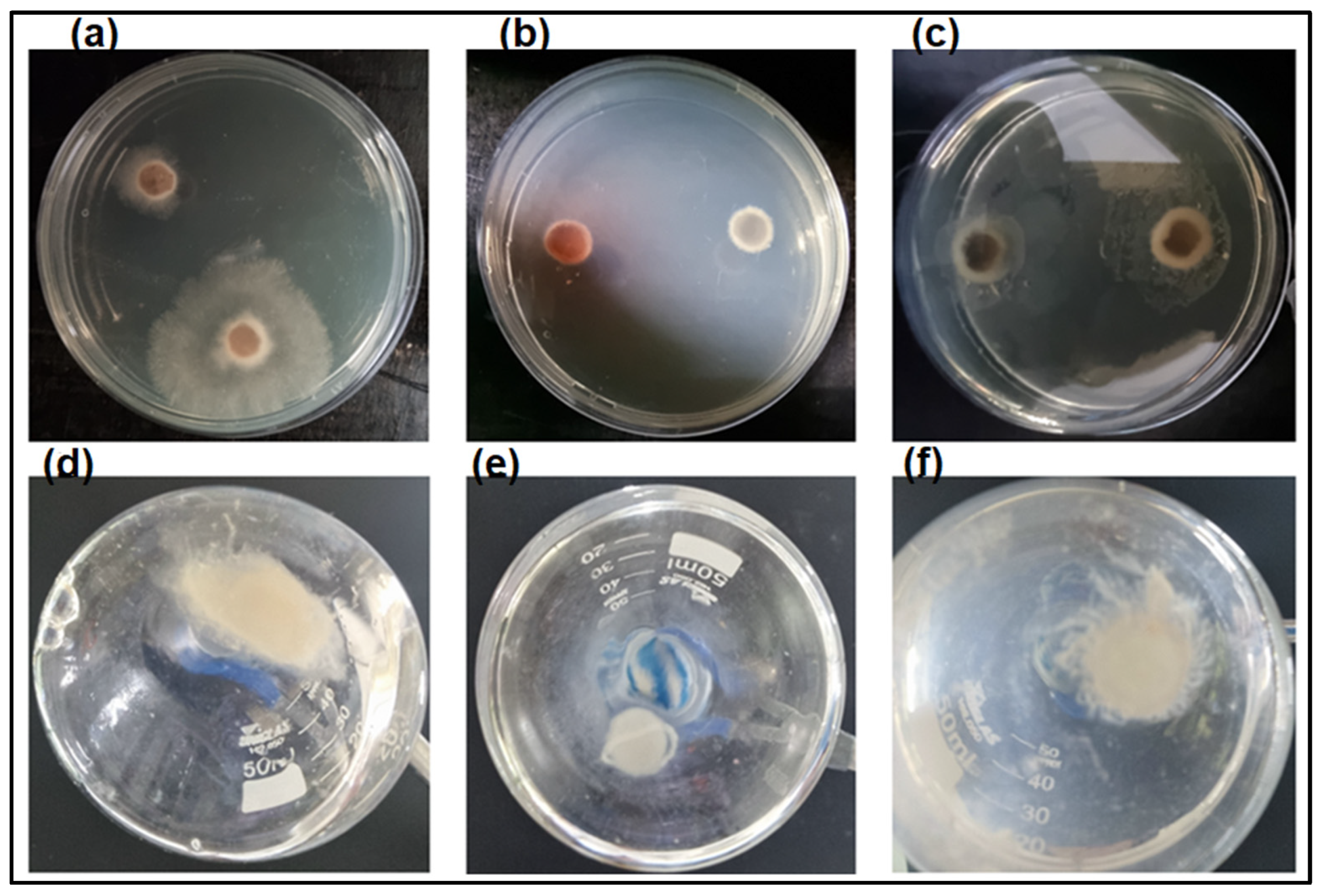 Polymers 16 00529 g005