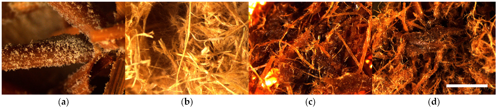 Polymers 16 00562 g004