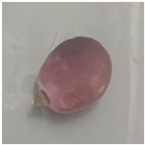 Polymers 16 00564 i010