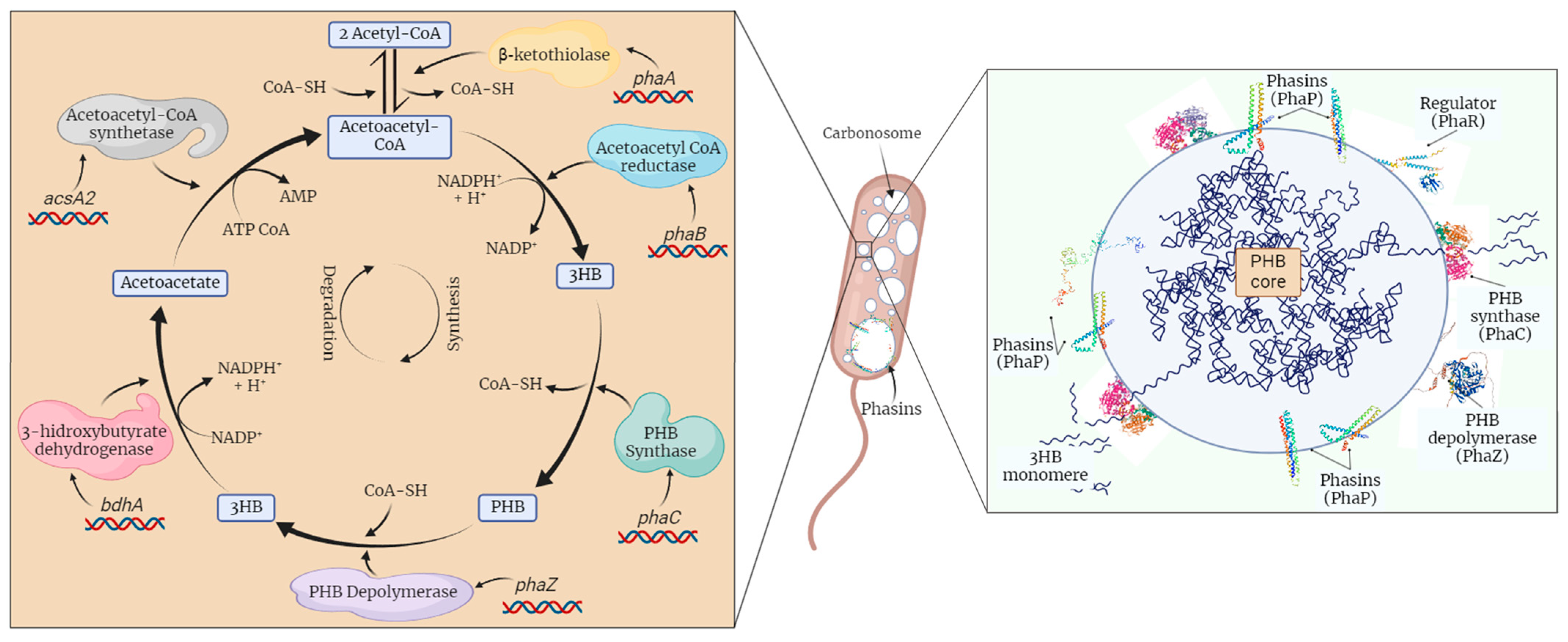 Polymers 16 00611 g001 Polymers 16 00611 g001