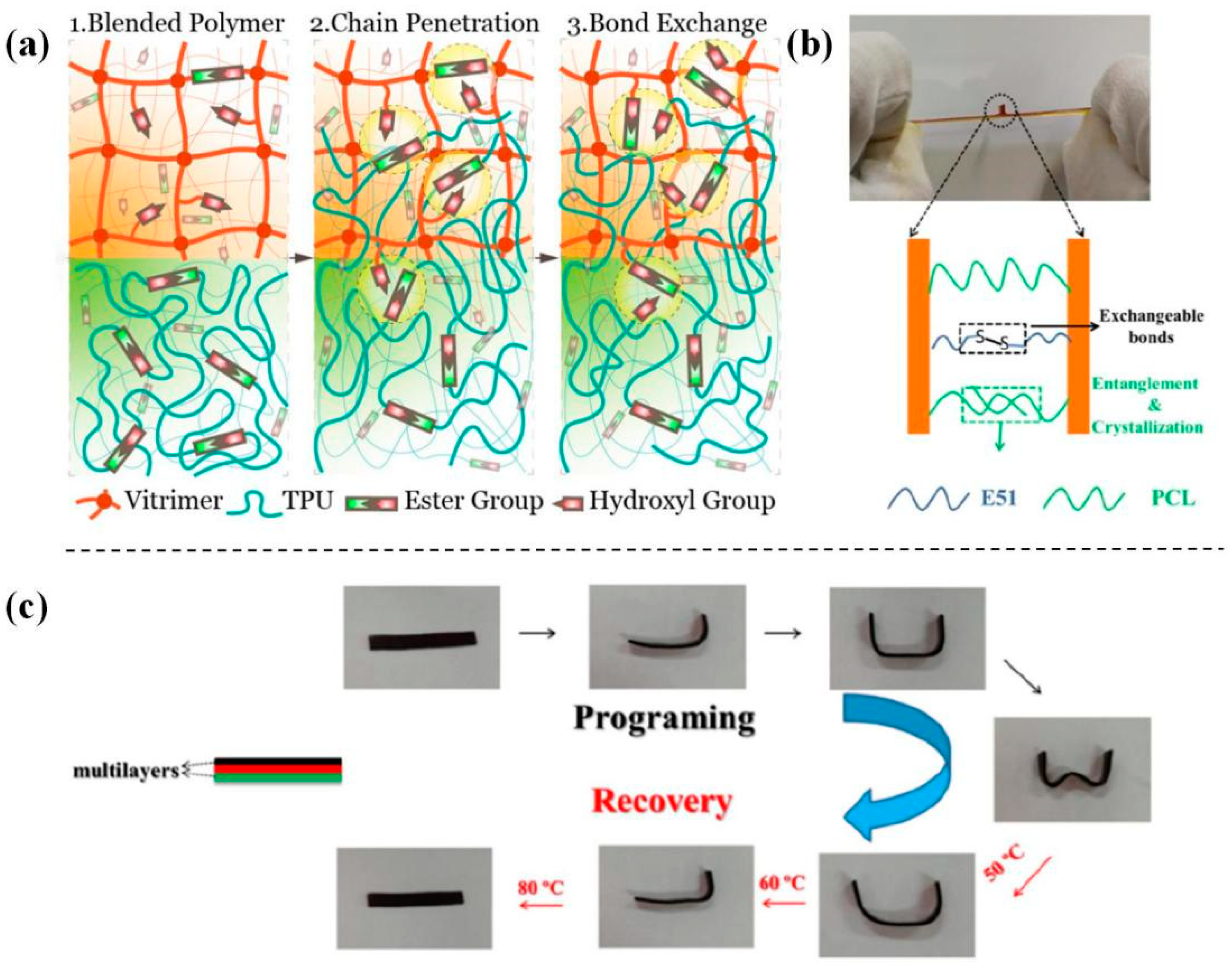 Polymers 16 00621 g007