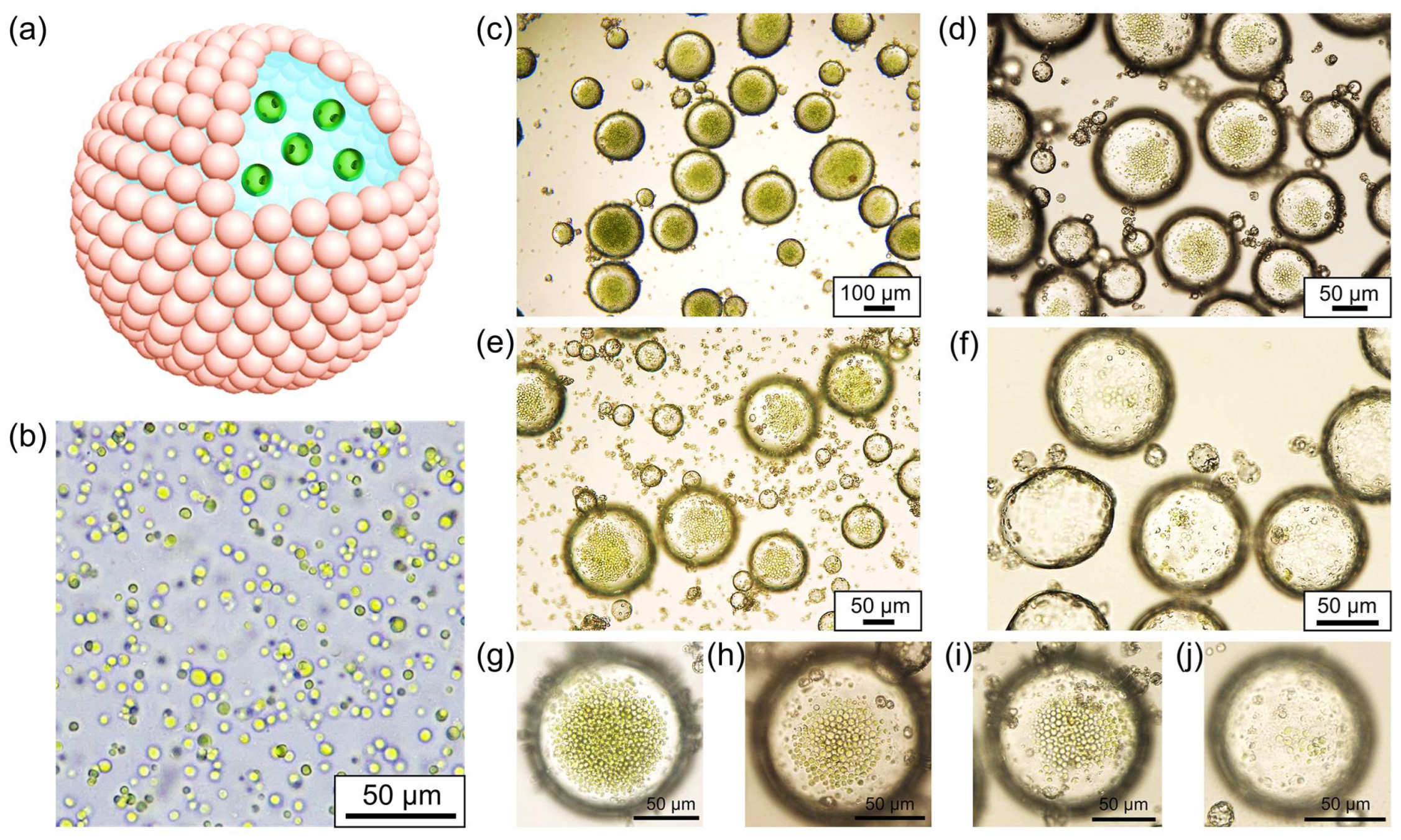 Polymers 16 00647 g003