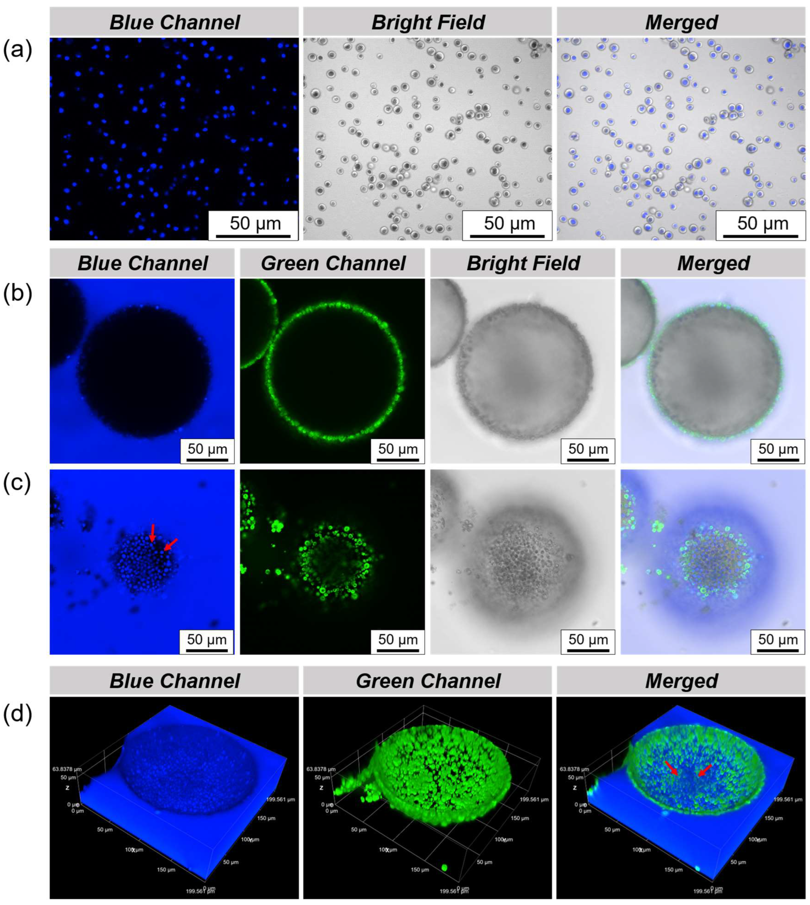 Polymers 16 00647 g004
