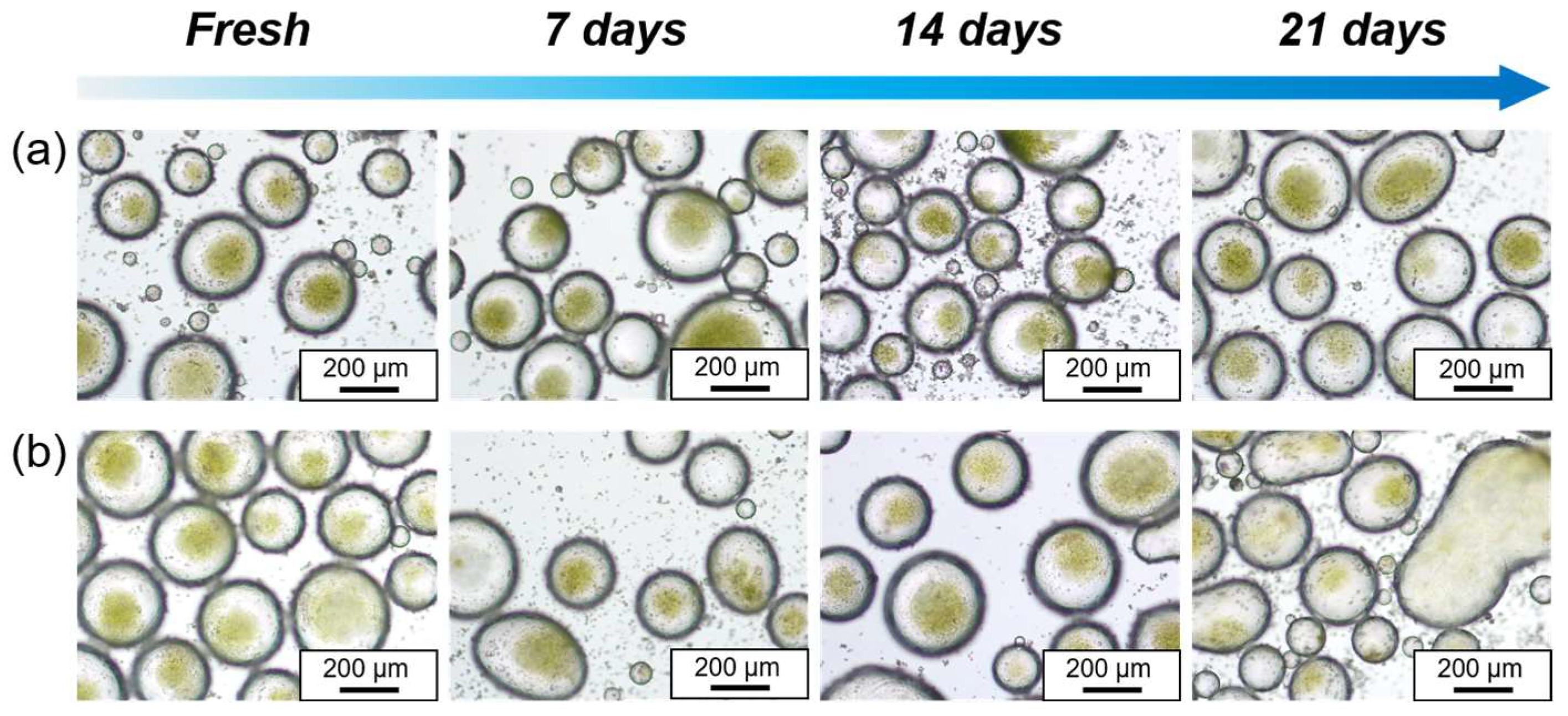 Polymers 16 00647 g005