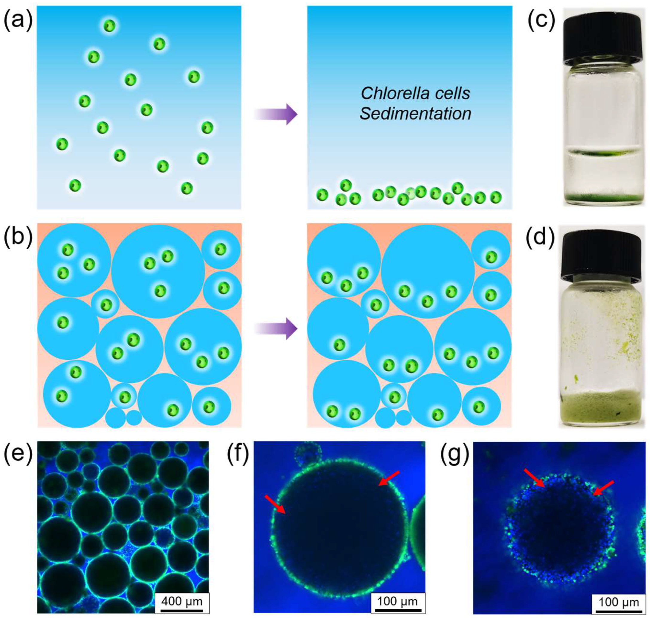 Polymers 16 00647 g006
