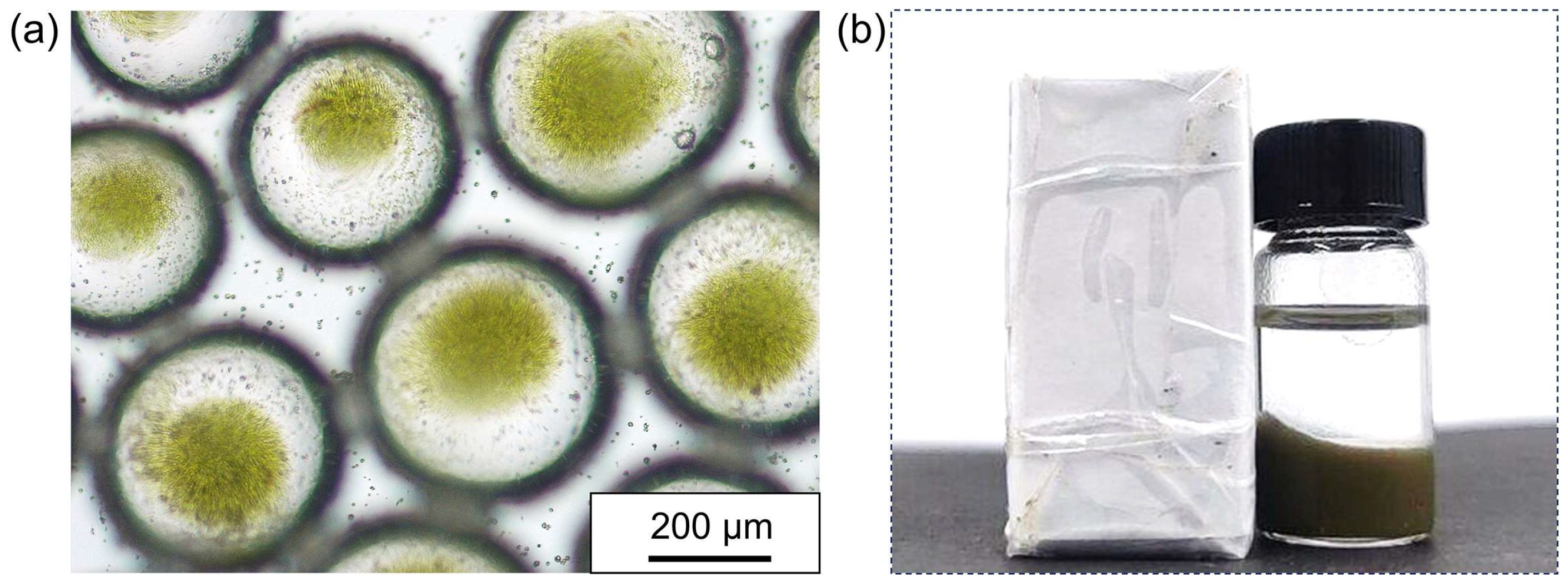 Polymers 16 00647 g007