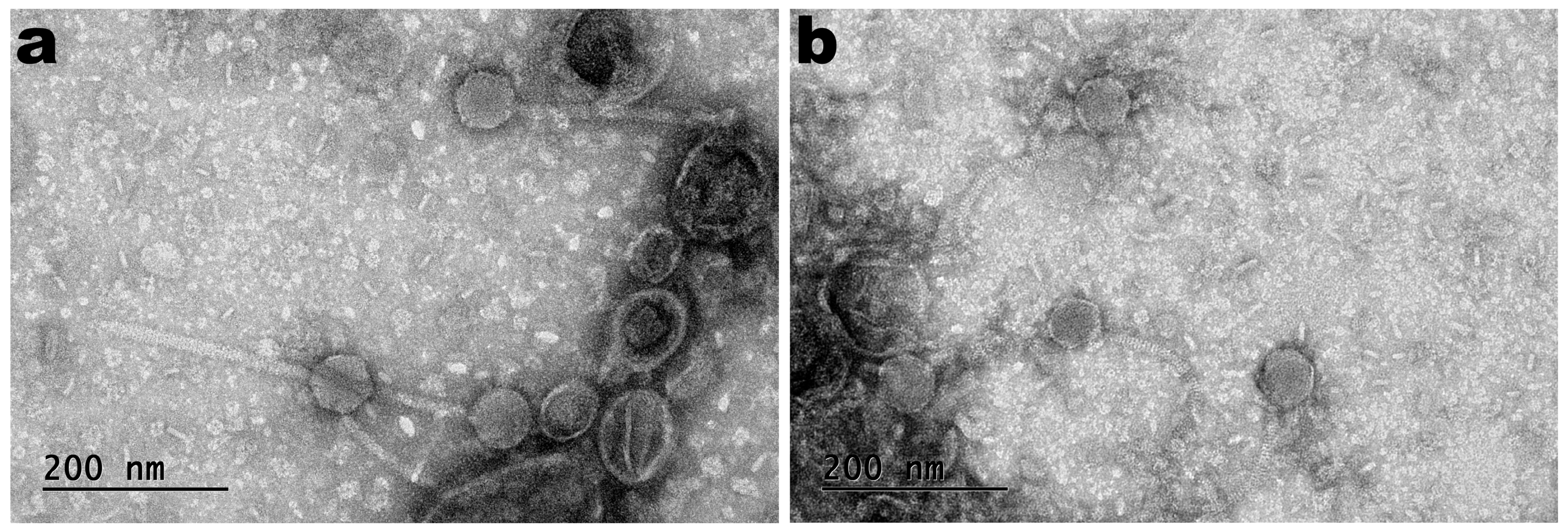 Polymers 16 00680 g001 Polymers 16 00680 g001