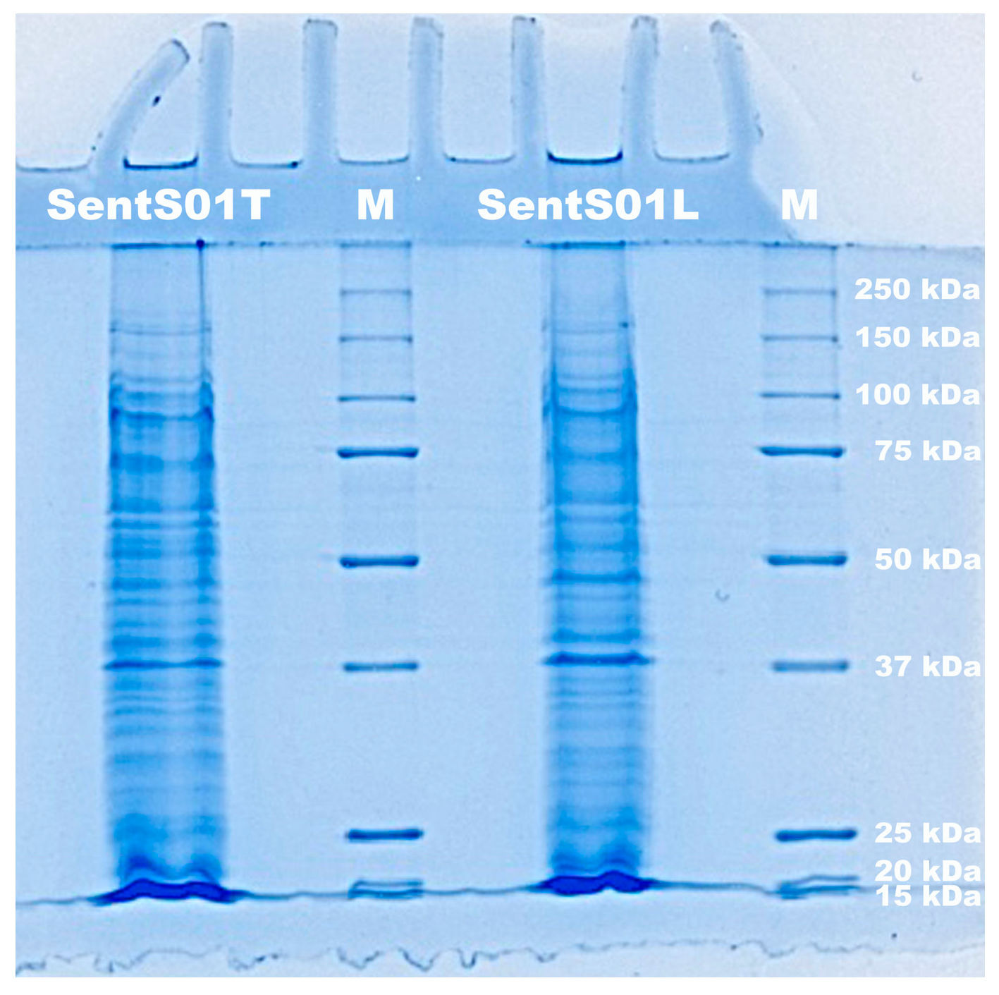 Polymers 16 00680 g002 Polymers 16 00680 g002