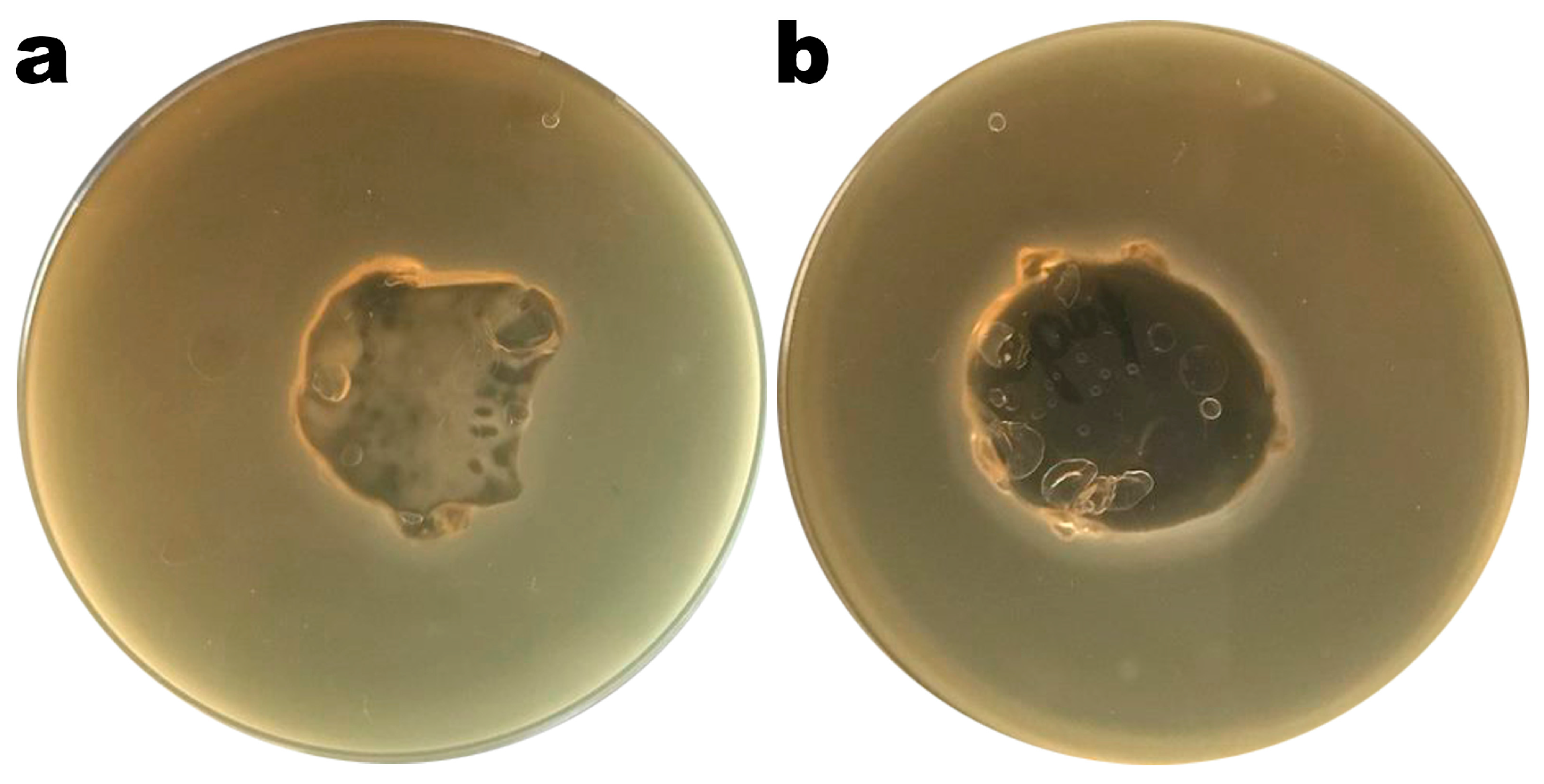 Polymers 16 00680 g004 Polymers 16 00680 g004