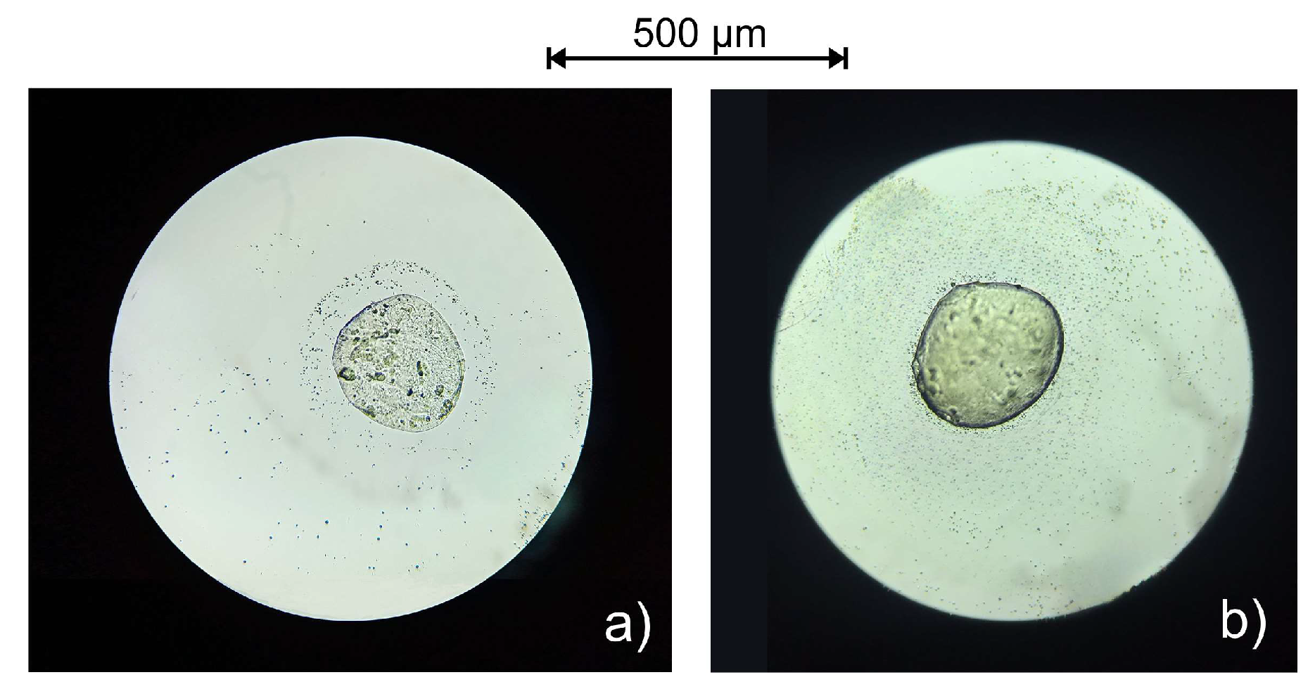 Polymers 16 00688 g002