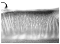 Polymers 16 00703 i008