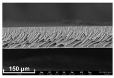 Polymers 16 00703 i011