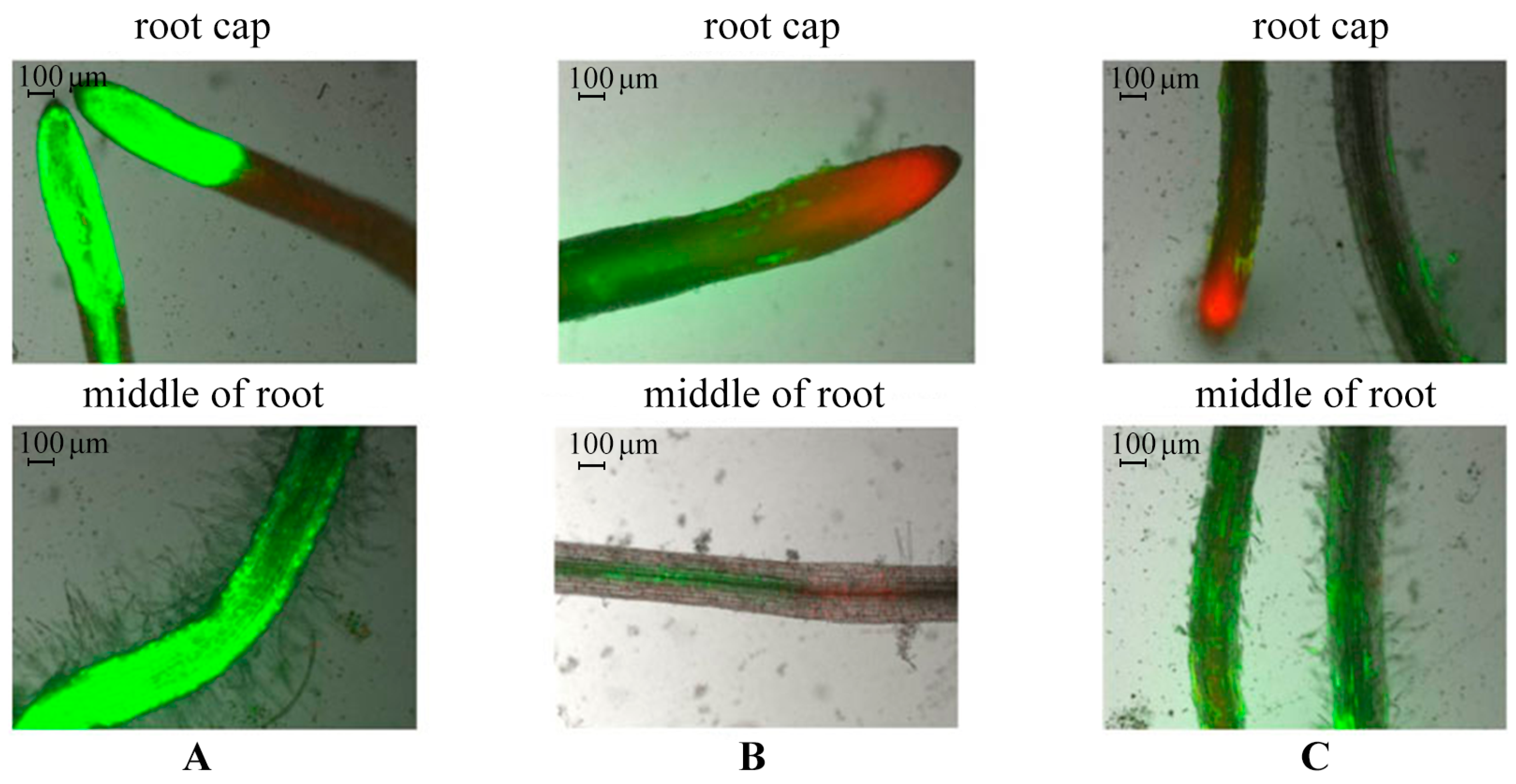 Polymers 16 00716 g006