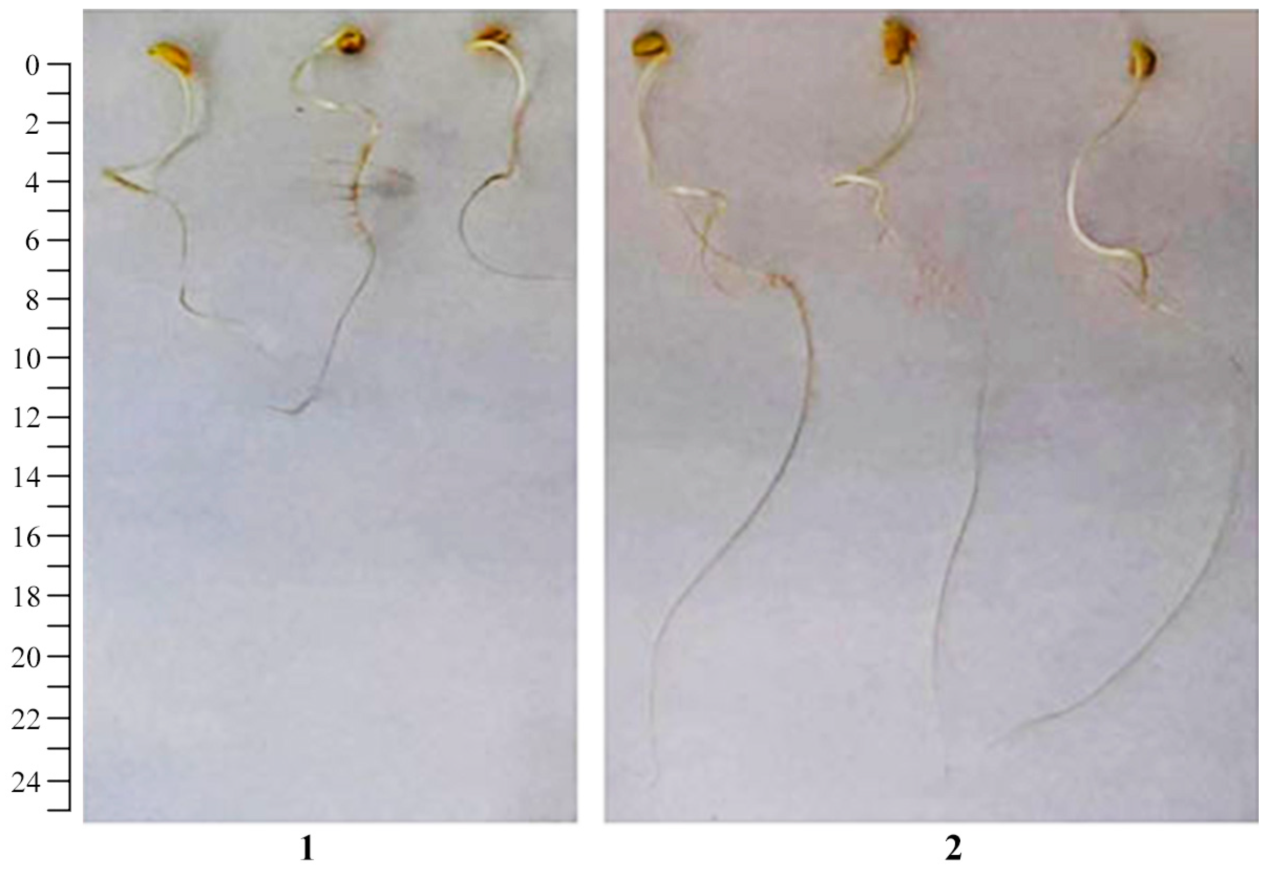 Polymers 16 00716 g013