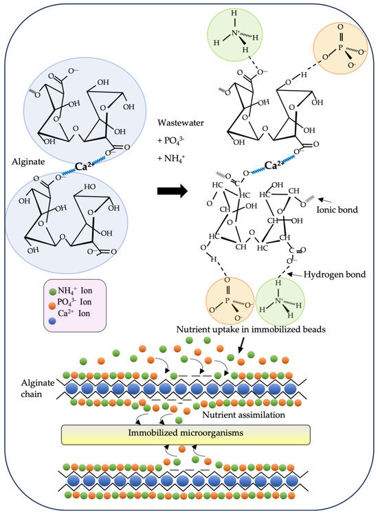 A Review of the Strategic Use of Sodium Alginate Polymer in the ...