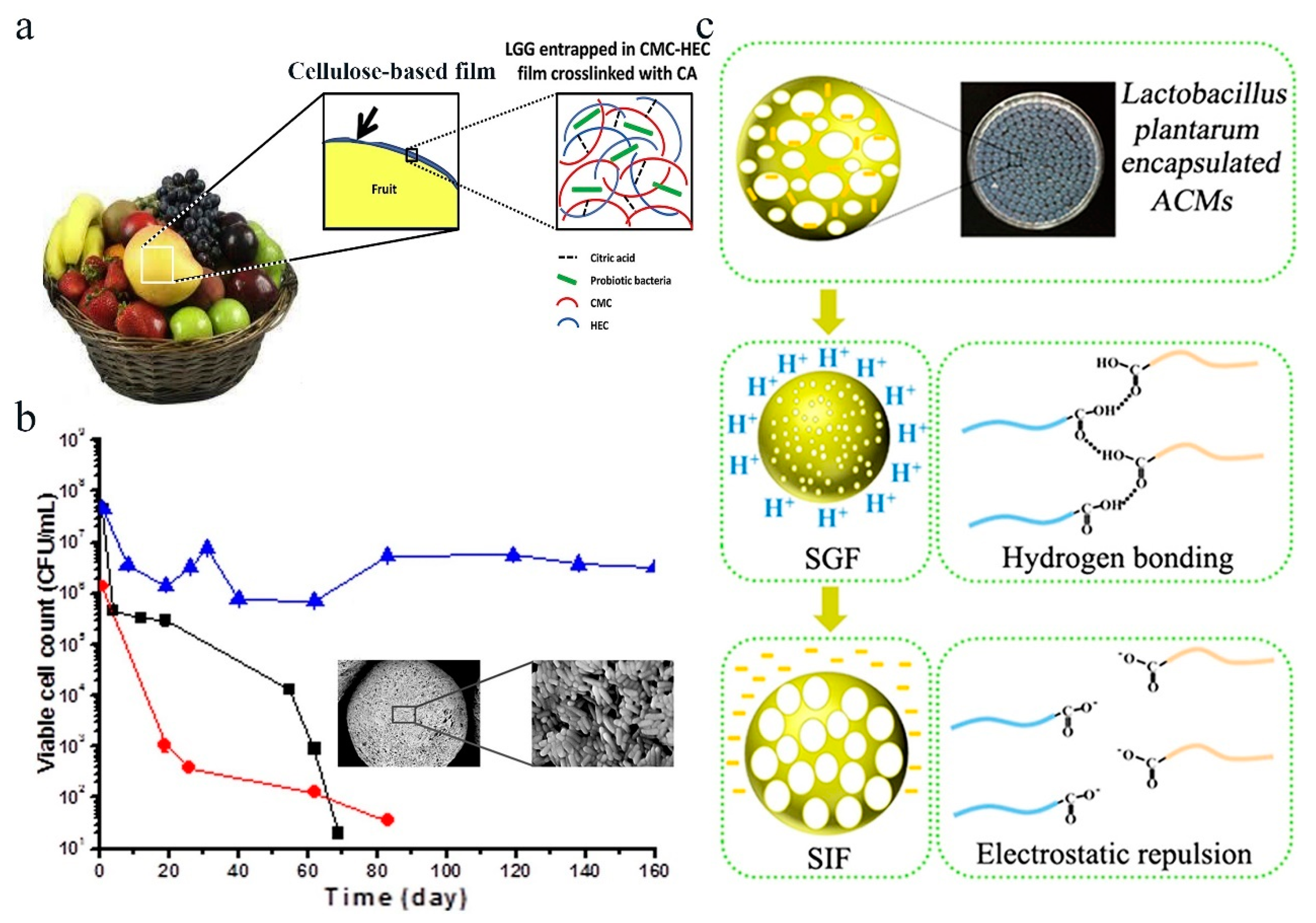 Polymers 16 00794 g004