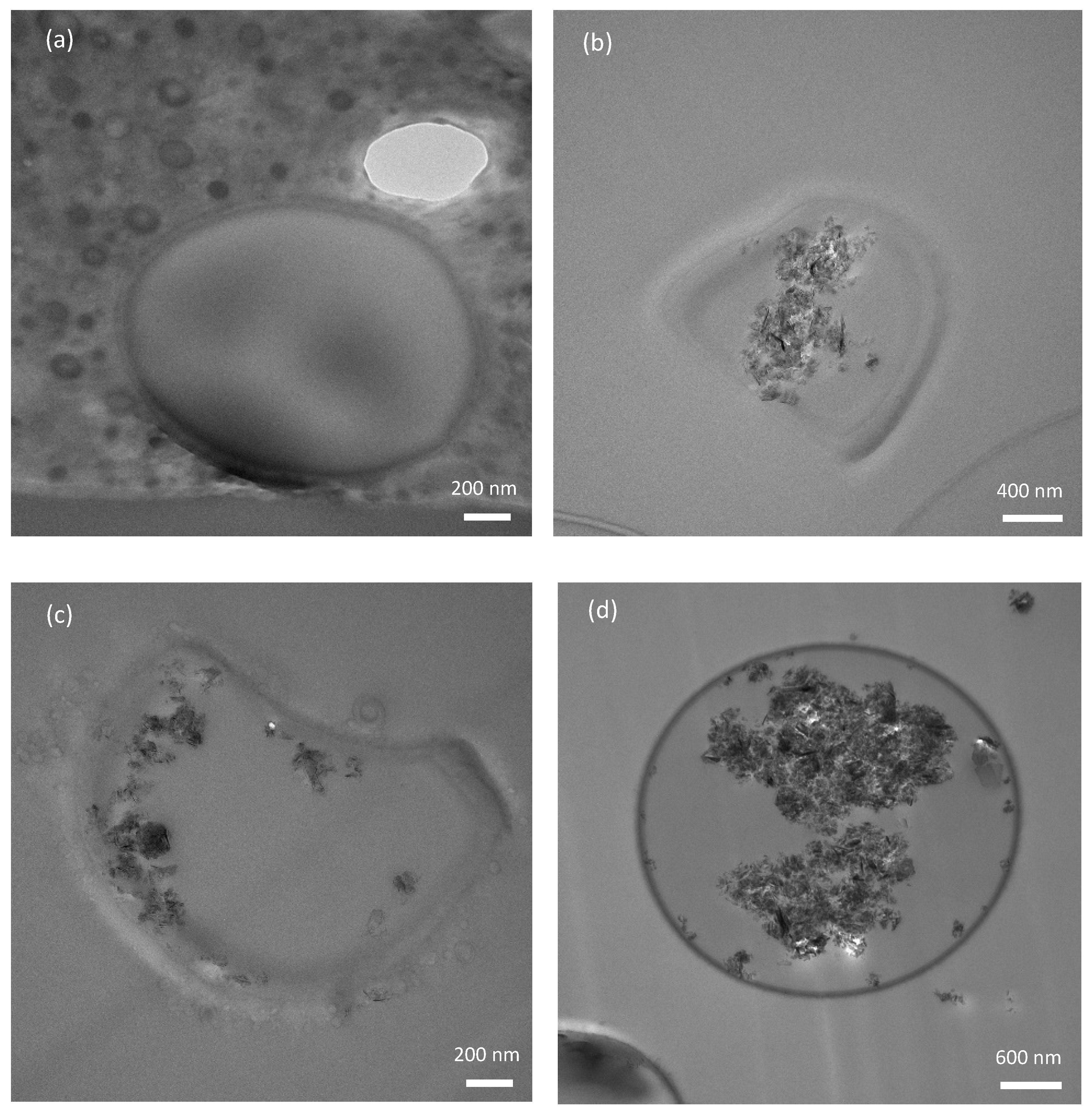 Polymers 16 00909 g008