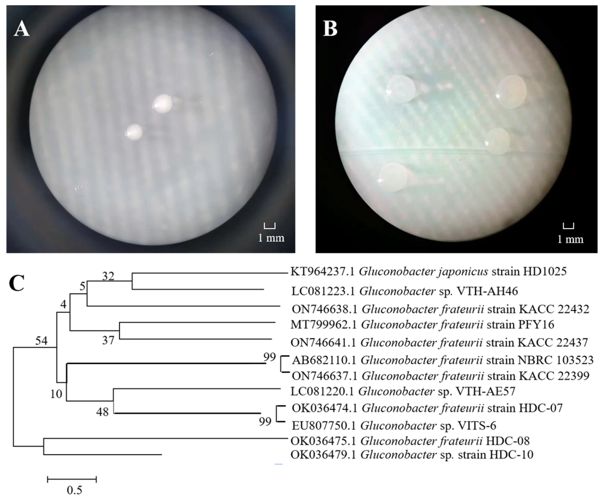 Polymers 16 01004 g001 Polymers 16 01004 g001