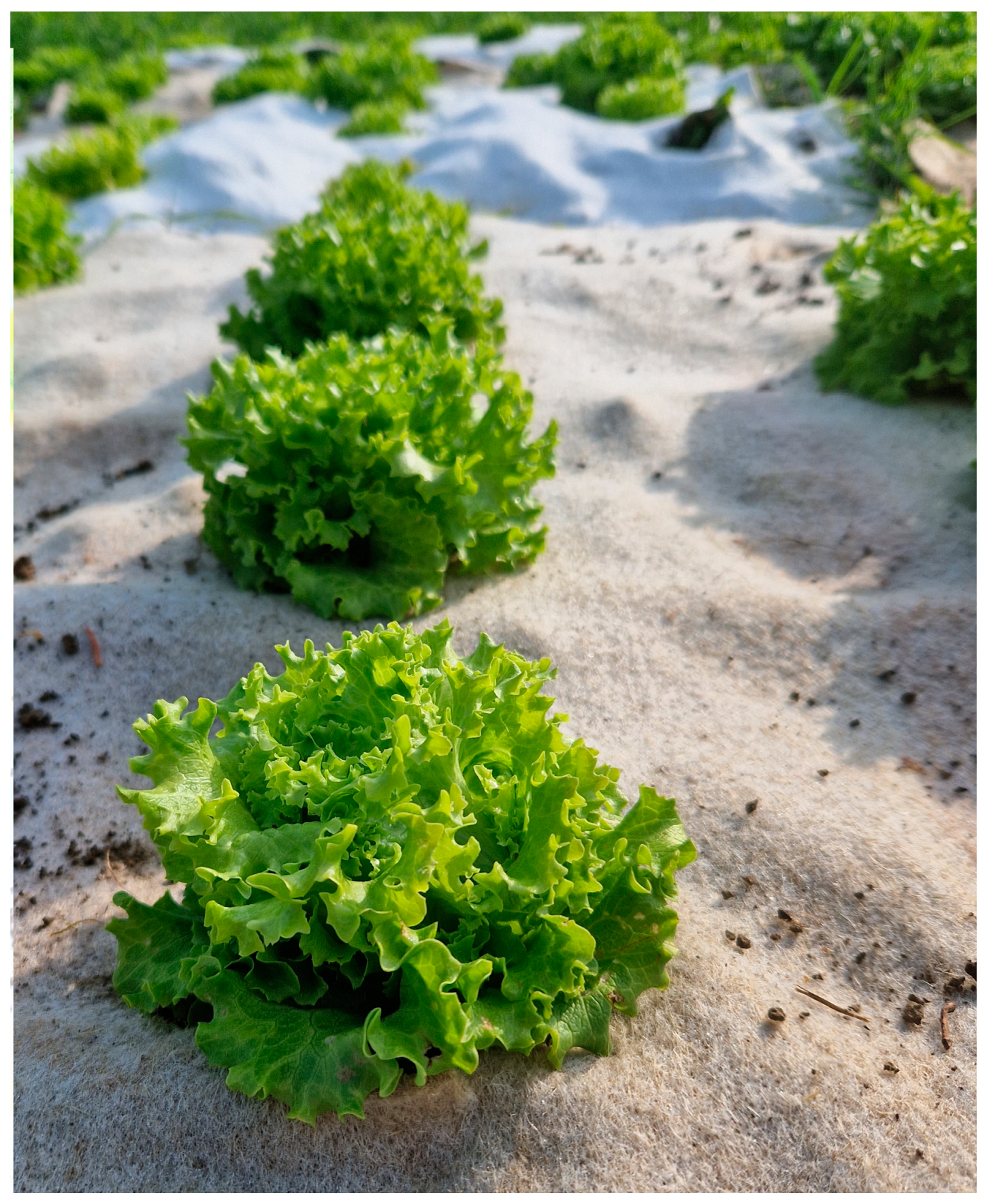 Polymers 16 01014 g003