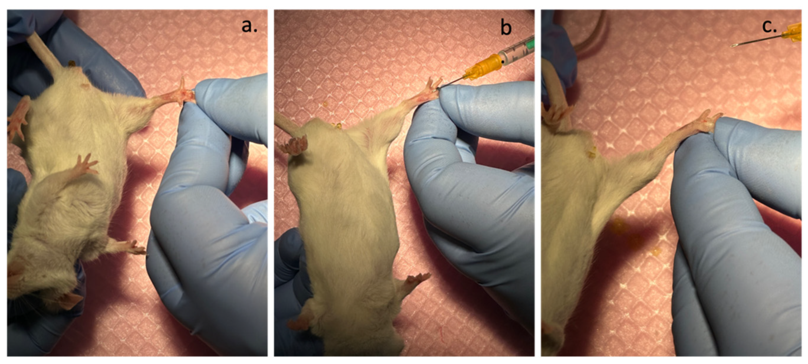 Polymers 16 01064 g001