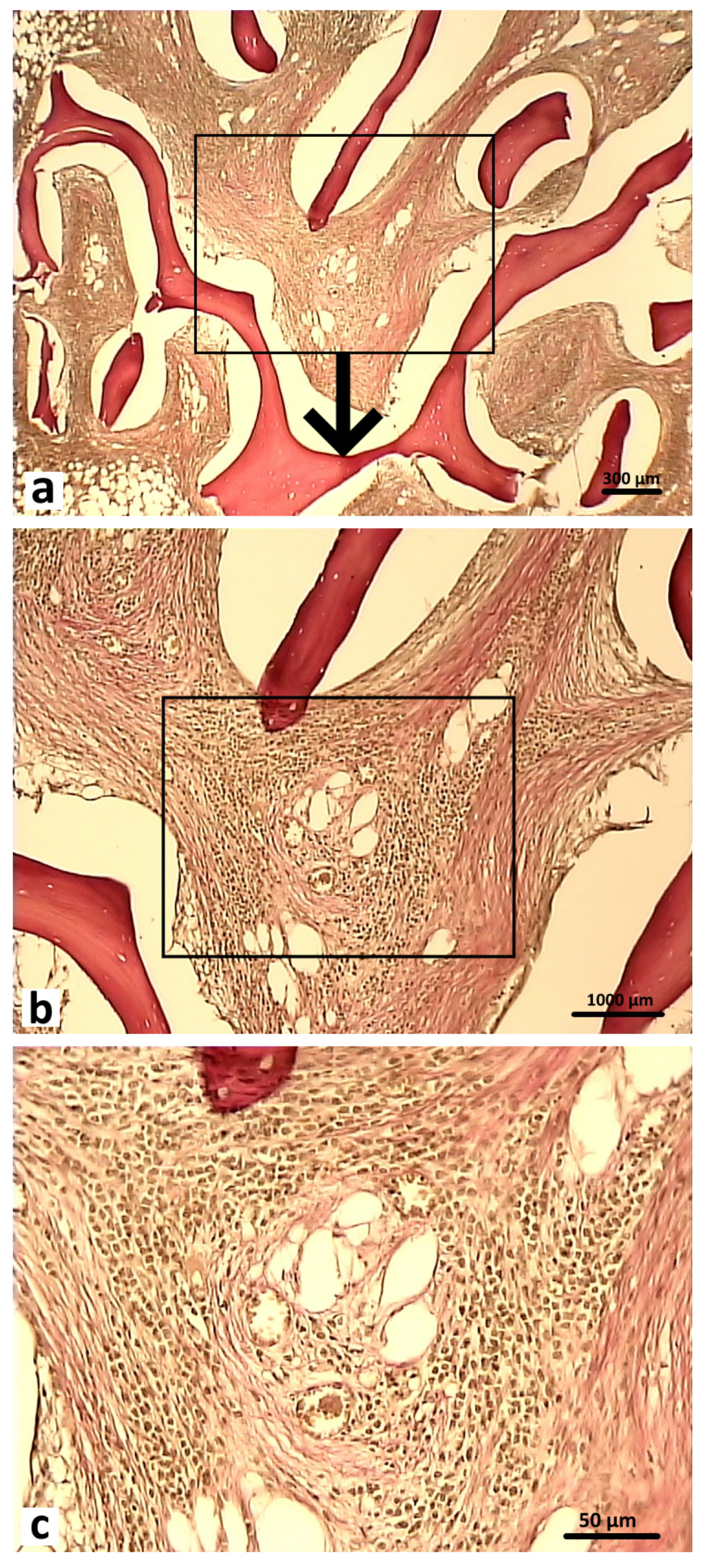 Polymers 16 01165 g012