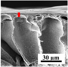 Polymers 16 01236 i016