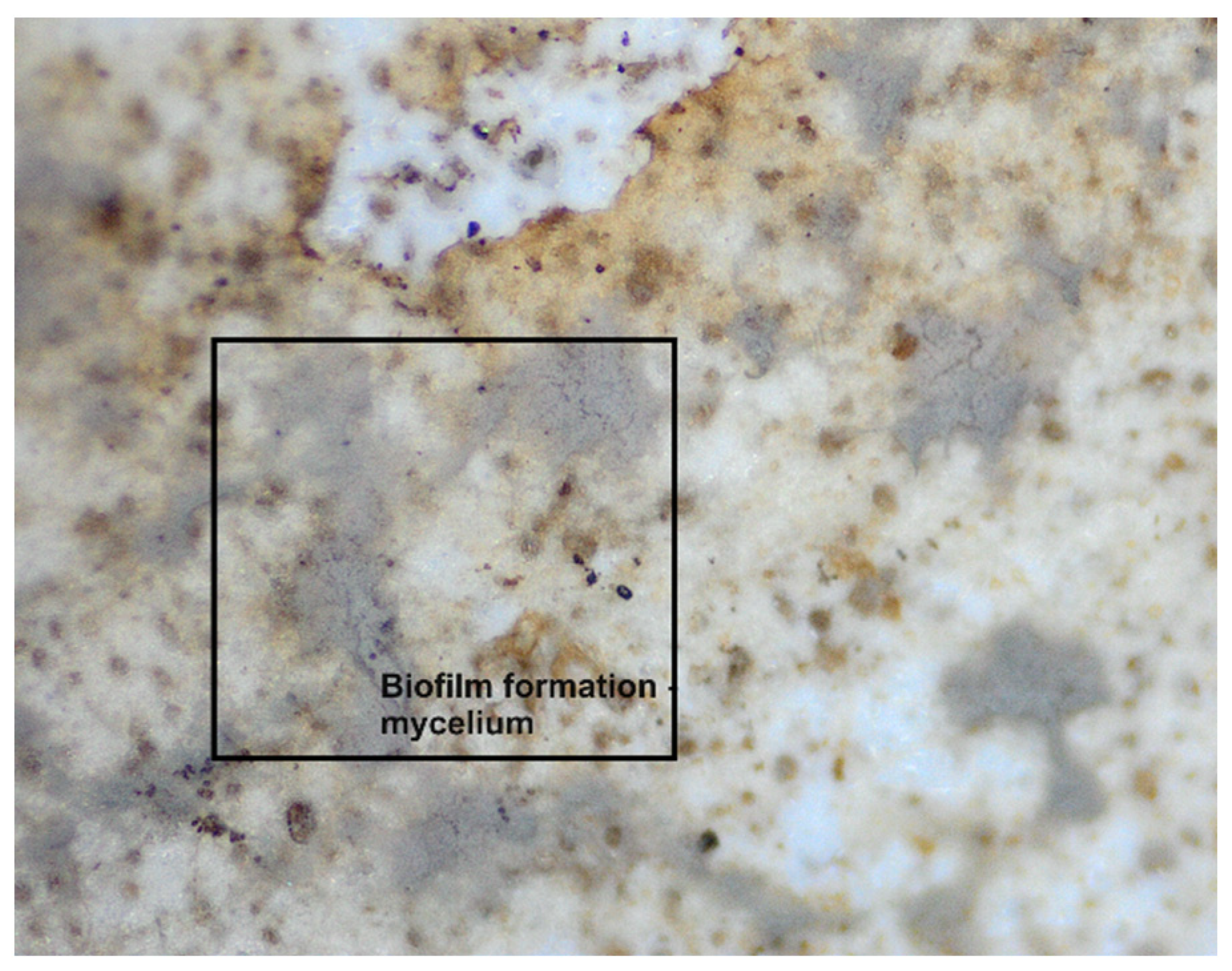 Polymers 16 01268 g011