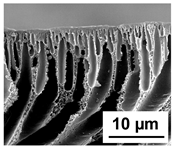 Polymers 16 01349 i002