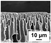 Polymers 16 01349 i004