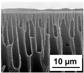 Polymers 16 01349 i010
