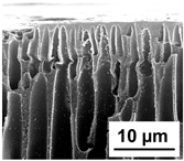 Polymers 16 01349 i013
