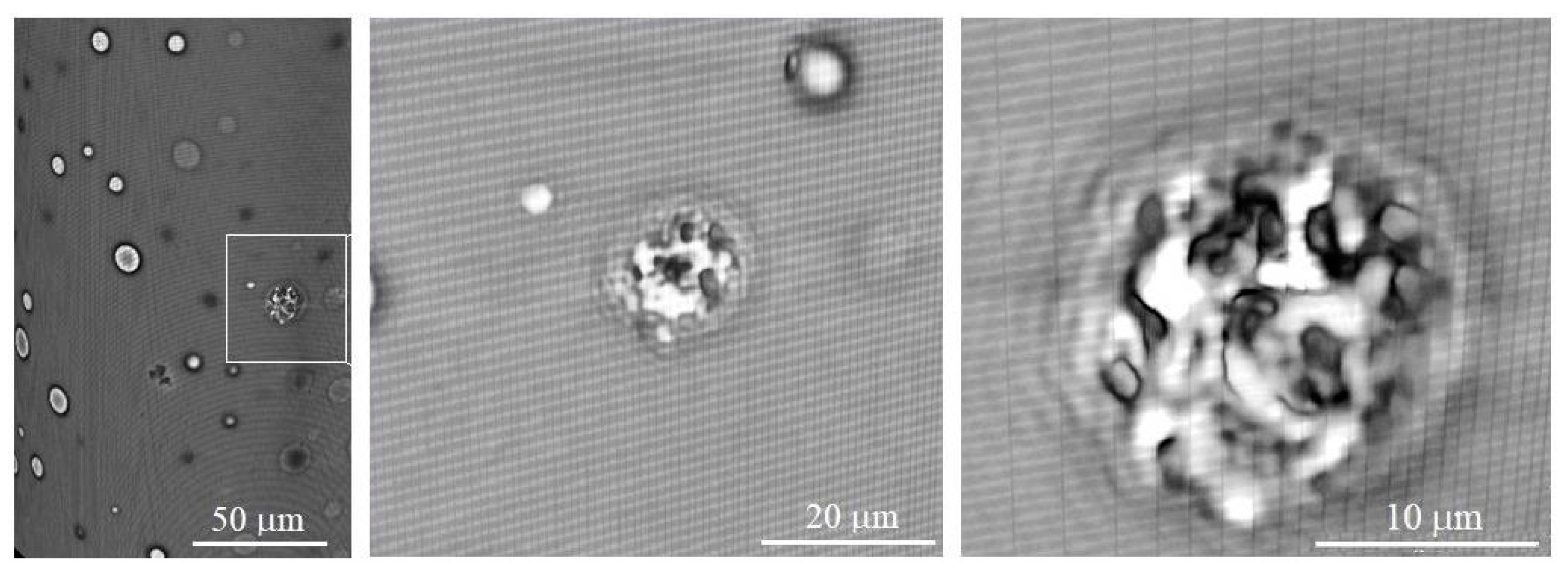 Polymers 16 01354 g003