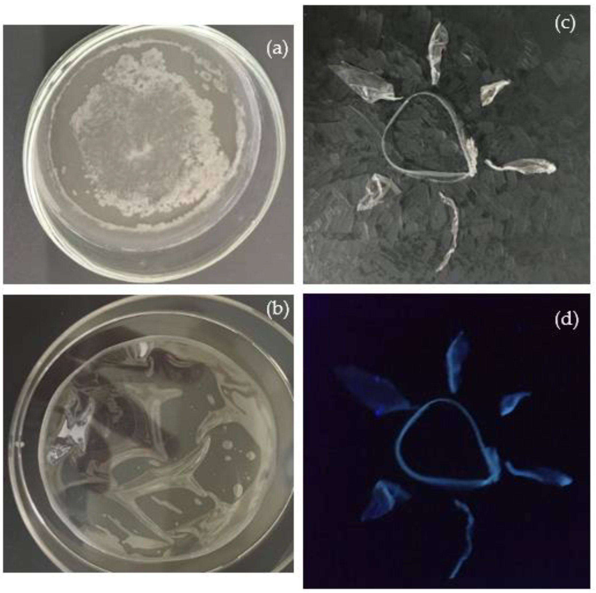 Polymers 16 01390 g005