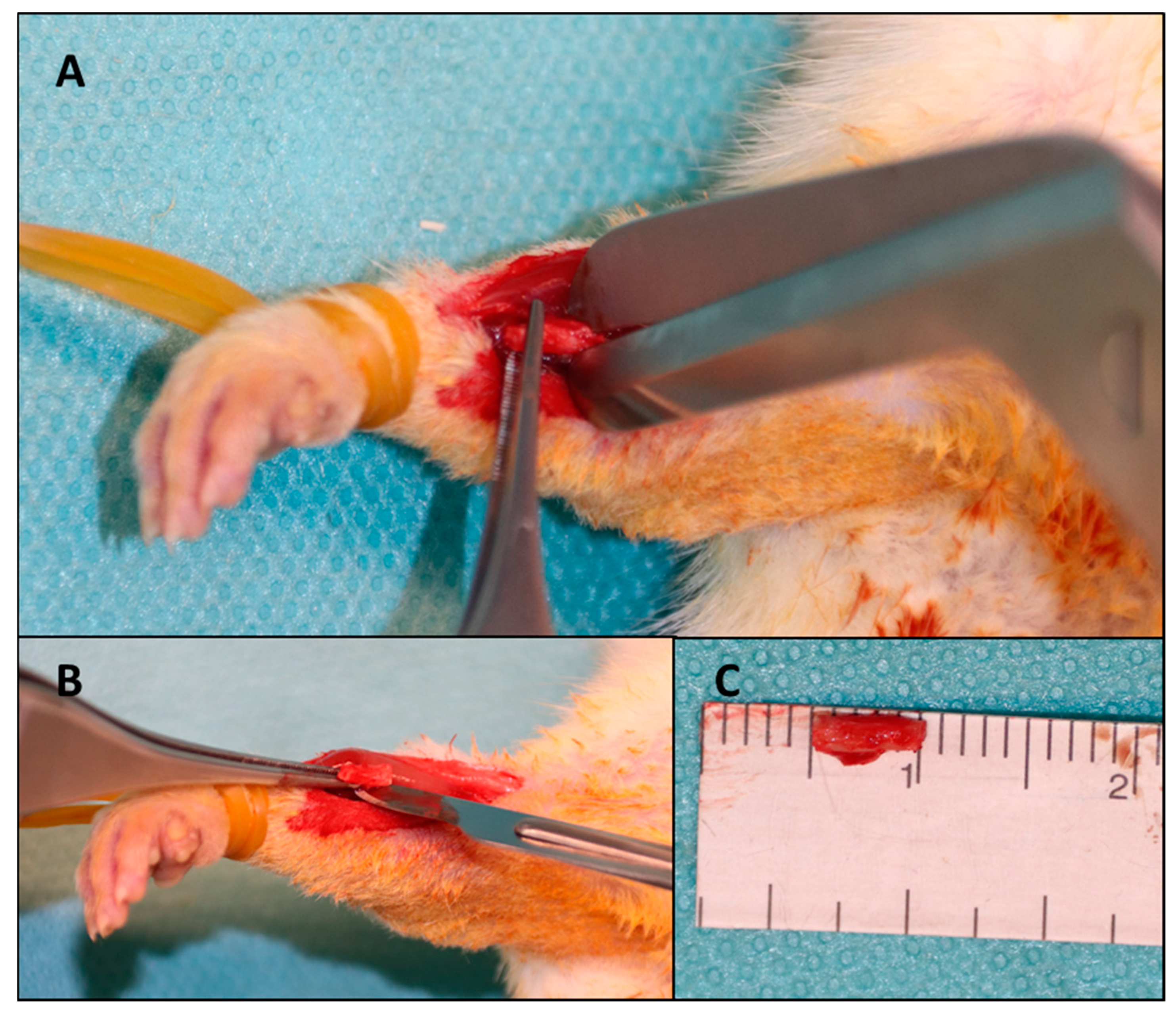 Polymers 16 01502 g001