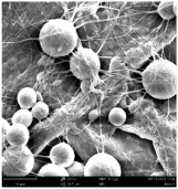Polymers 16 01516 i005