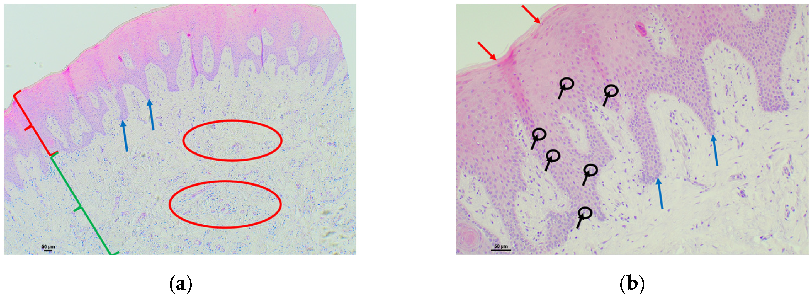 Polymers 16 01534 g003a