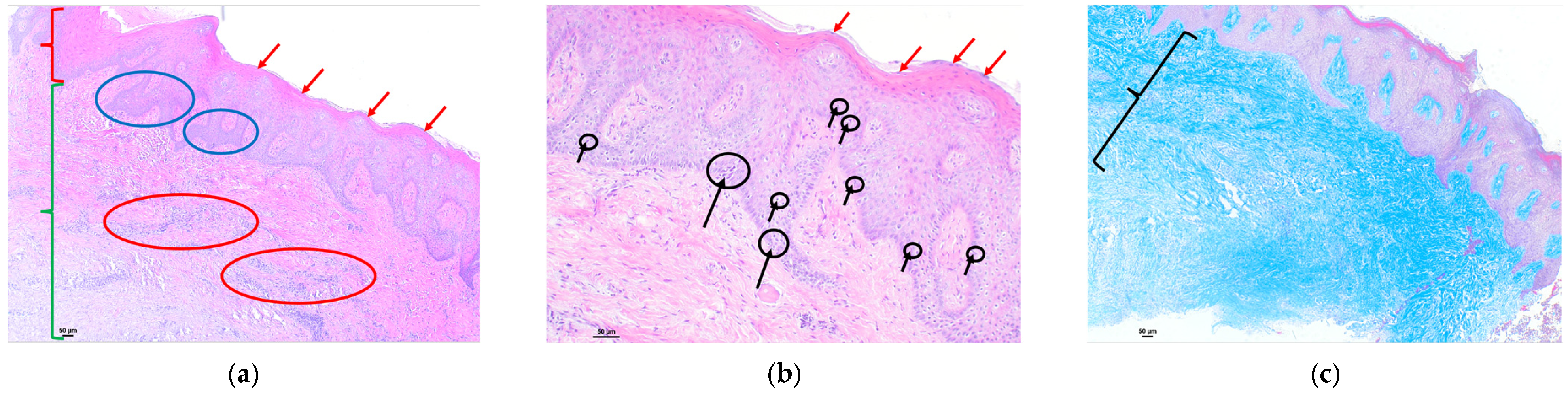 Polymers 16 01534 g005