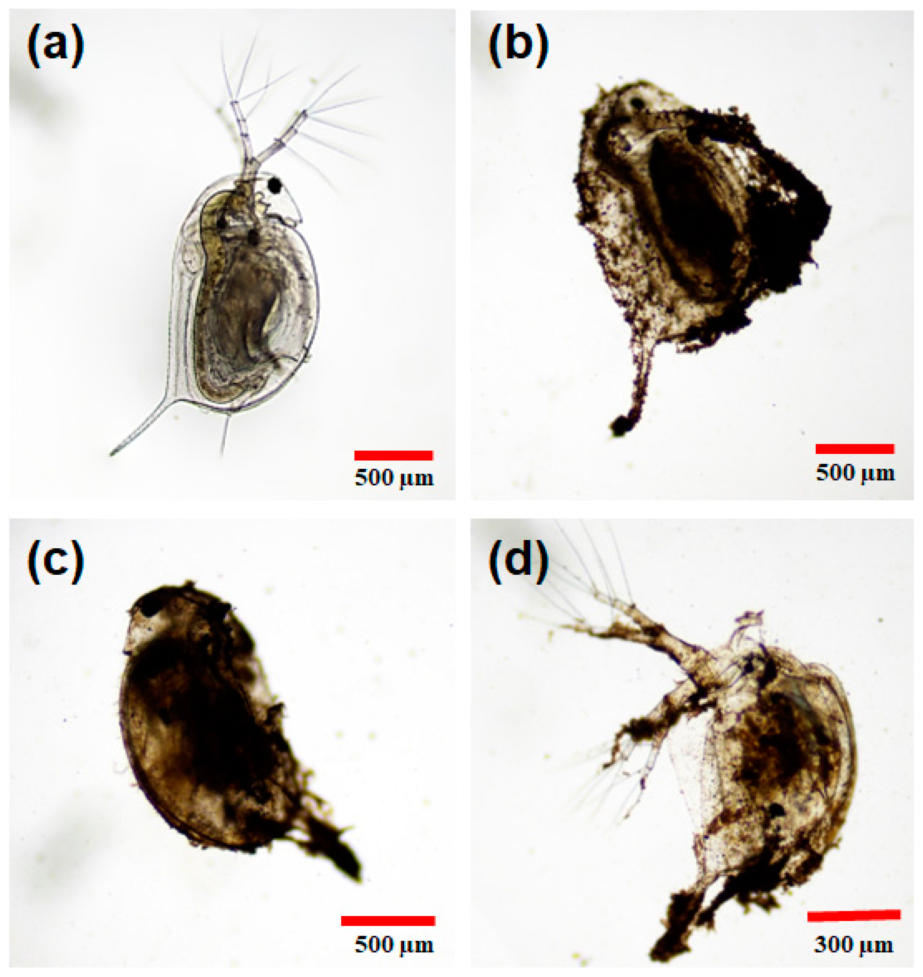 Polymers 16 01581 g008