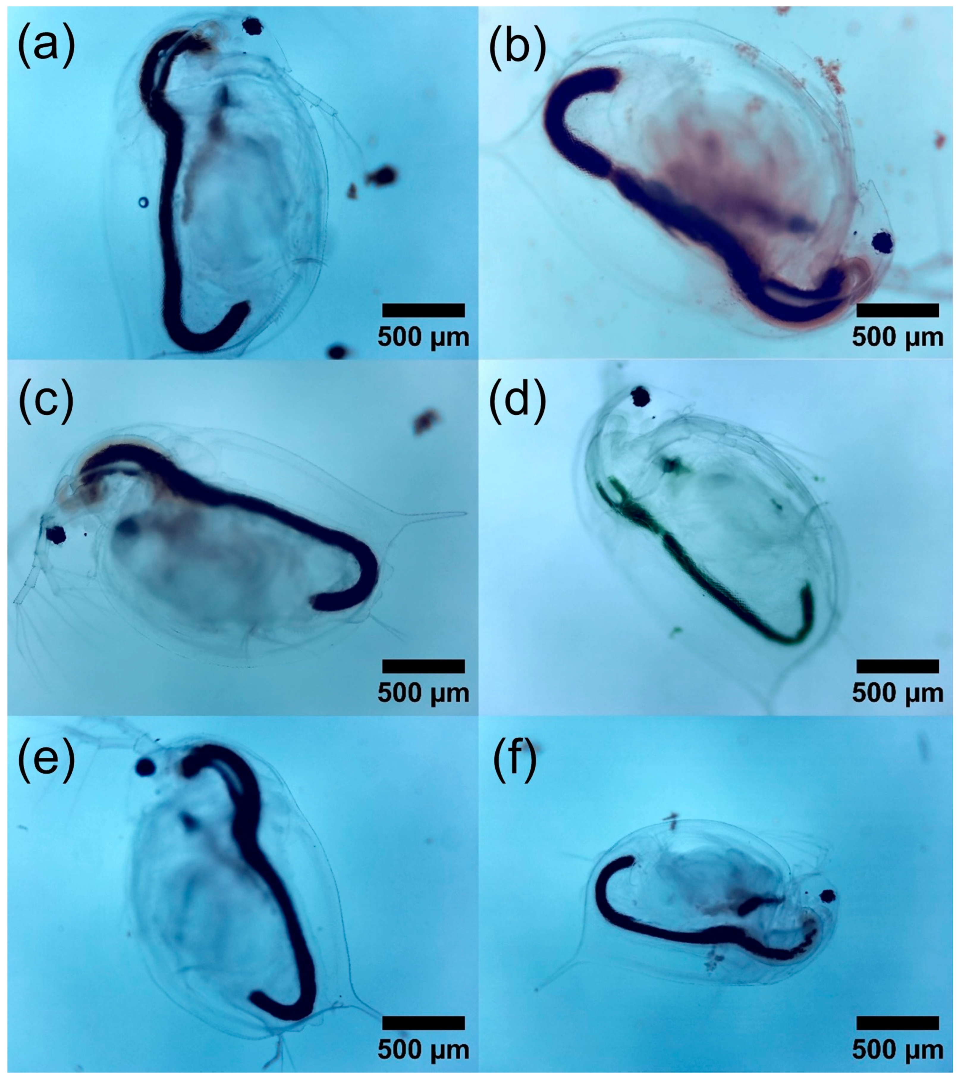 Polymers 16 01581 g010