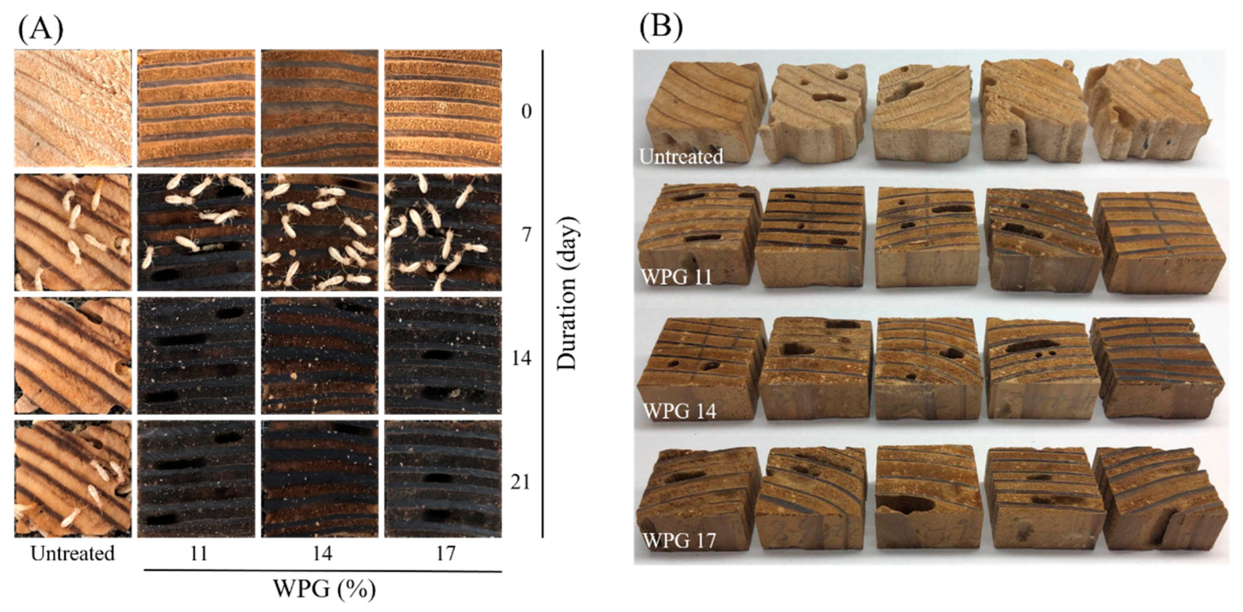 Polymers 16 01601 g003