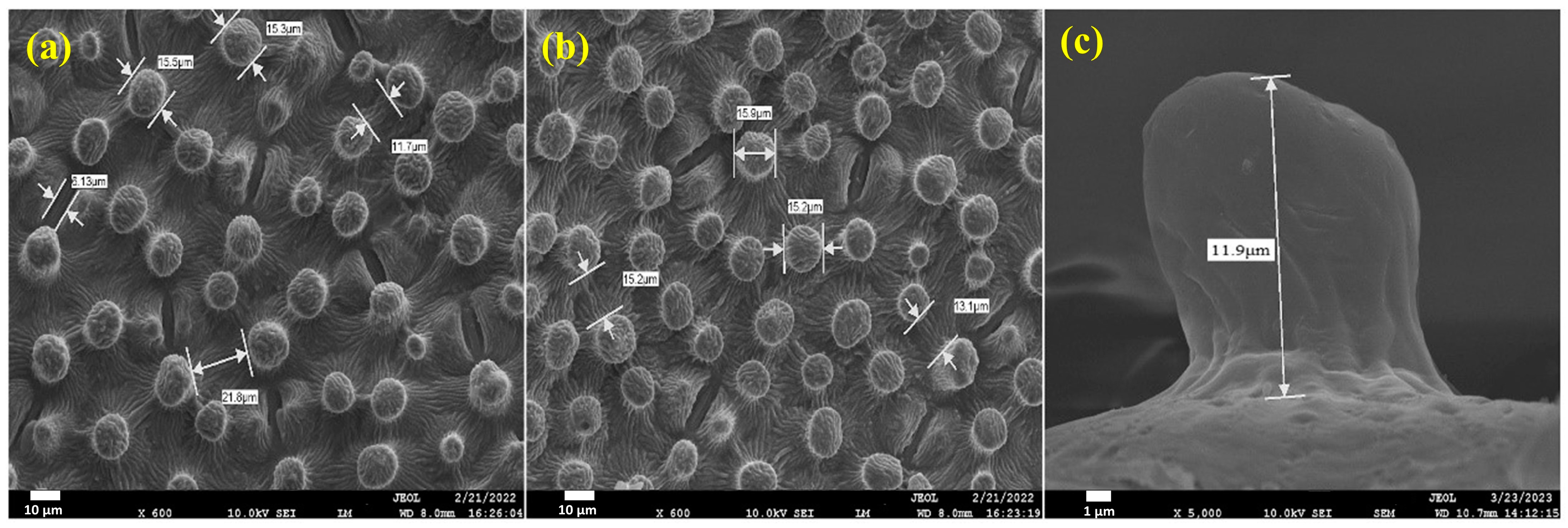 Polymers 16 01673 g006