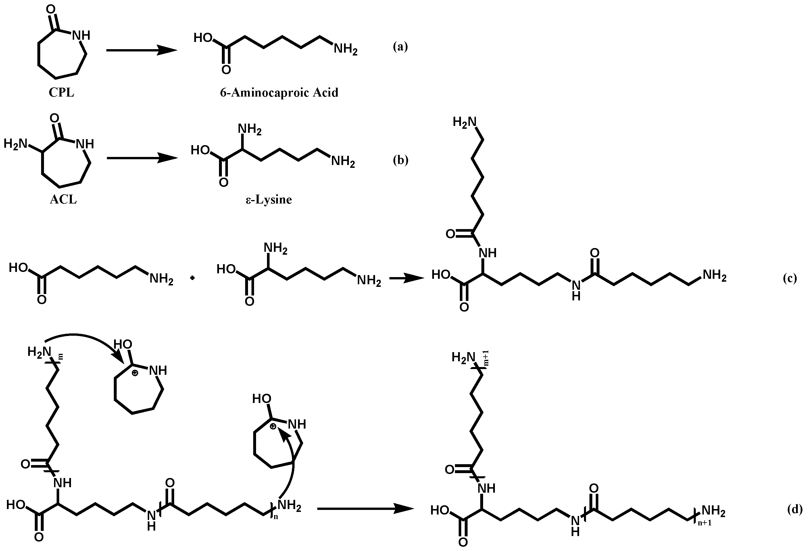 Polymers 16 01719 g001