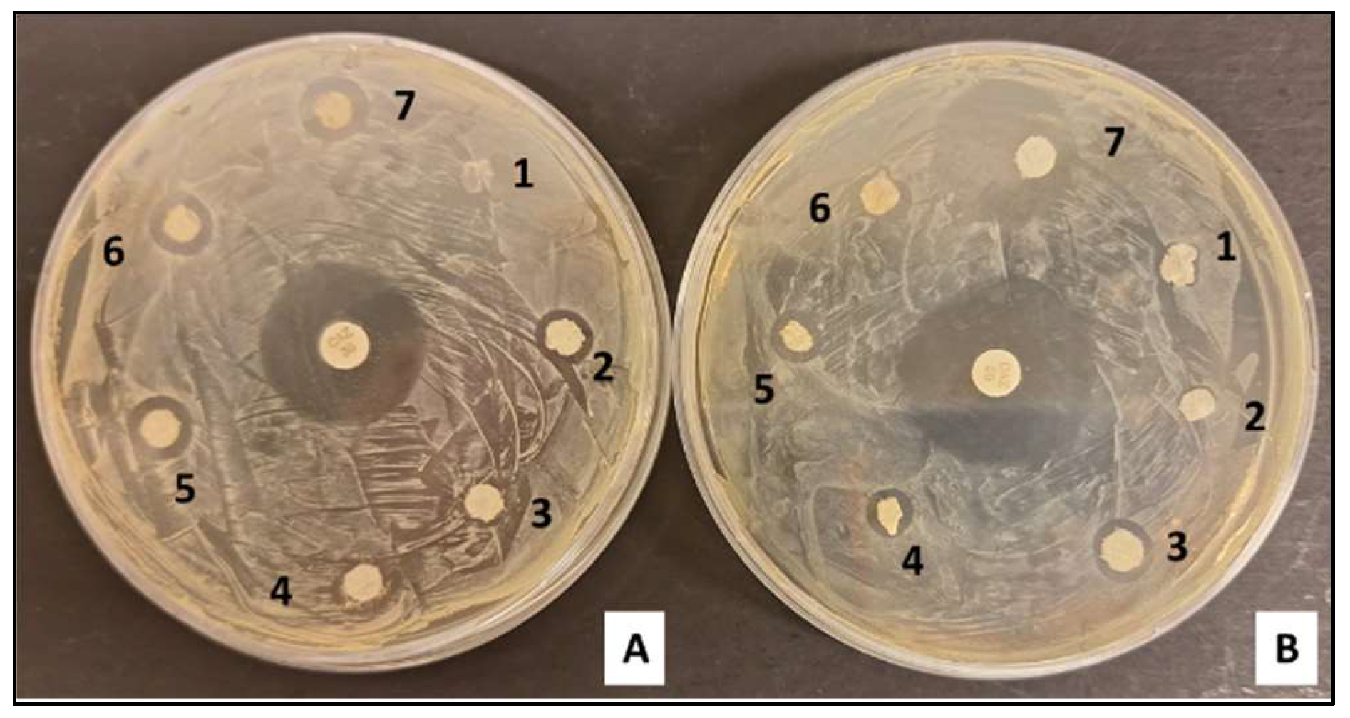 Polymers 16 01729 g009