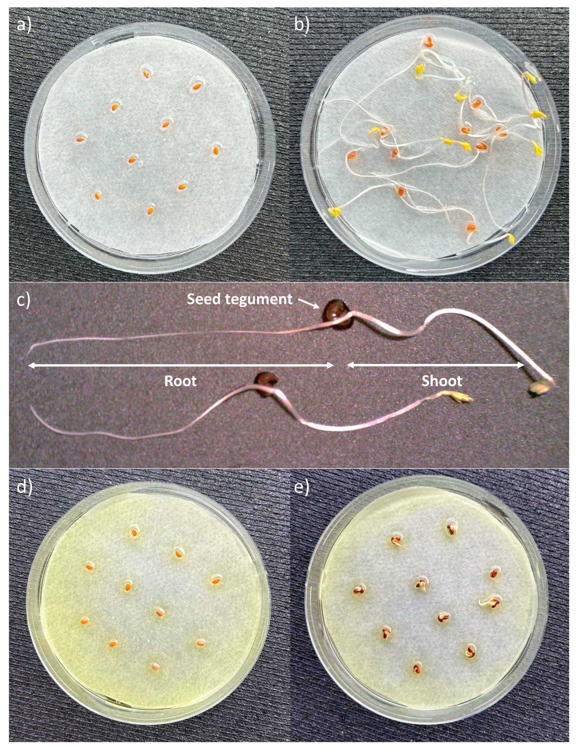 Polymers 16 01744 g004