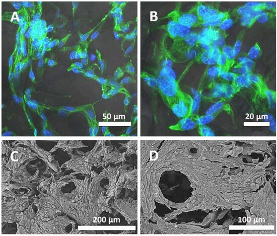 Characterization of a Delivery System Based on a Hyaluronic Acid 3D ...