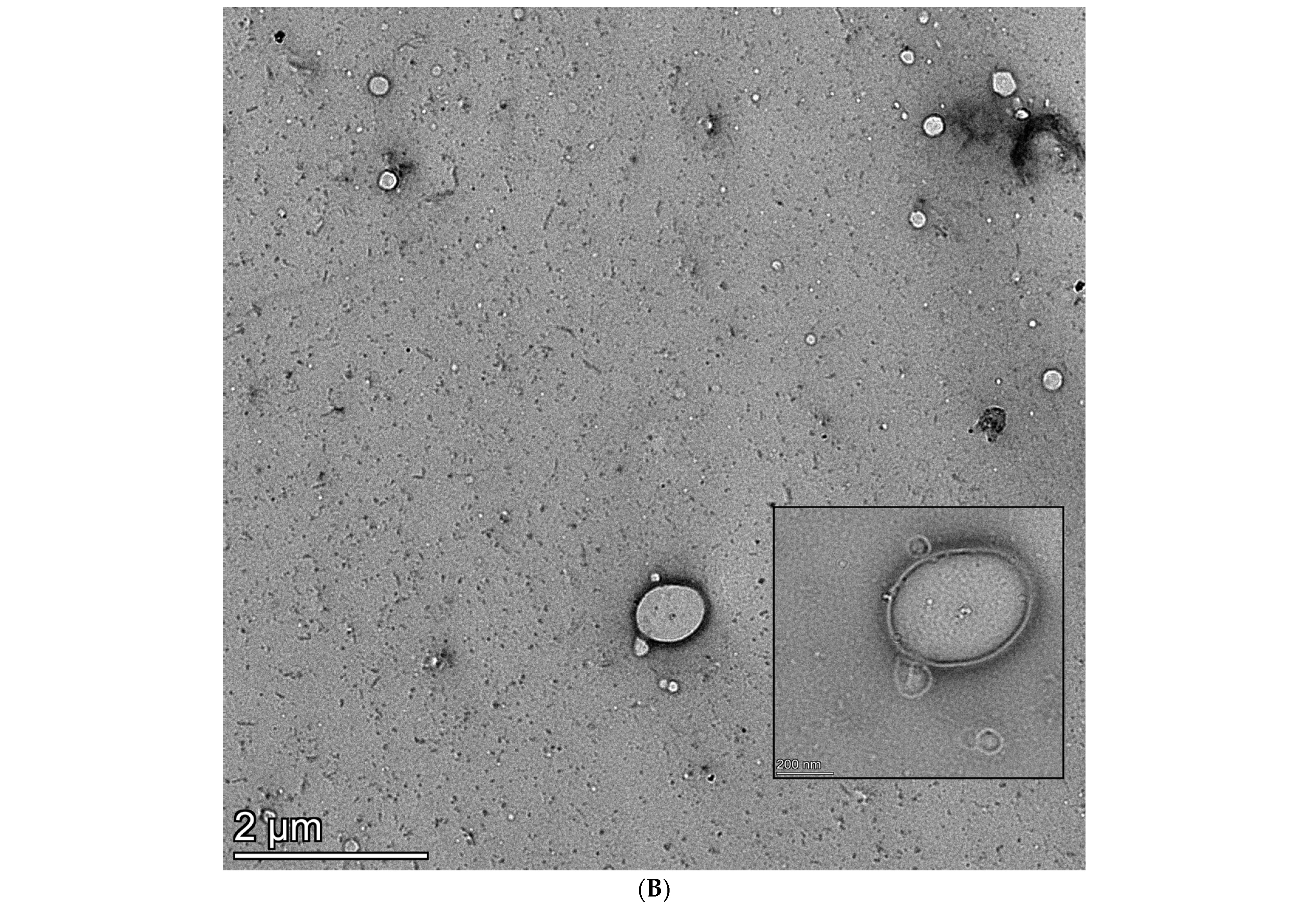 Polymers 16 01818 g008b